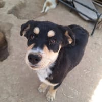 zara, chienne à adopter
