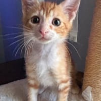 SOREN, chat à adopter