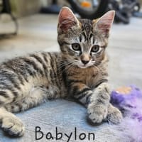 BABYLON, chatte à adopter