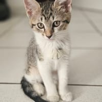 BALI, chatte à adopter