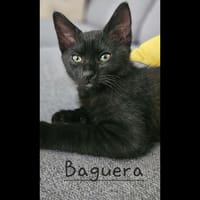BAGUERA, chatte à adopter
