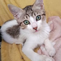 June, chatte à adopter