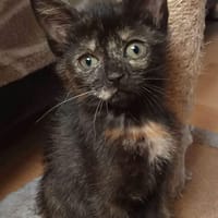 Jennie, chatte à adopter