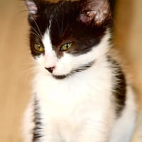 Capucine, chatte à adopter