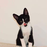 Hector, chat à adopter