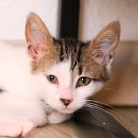 Lucien, chat à adopter