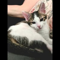 LILITH, chatte à adopter
