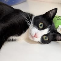 ALYSSA, chatte à adopter