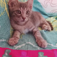 Gizmo, {género}