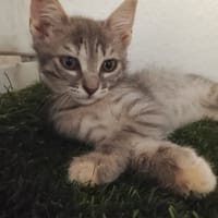 Gizmo, {género}