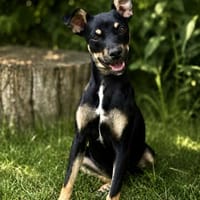 Zelda (Zsurmo)-Zuckersüße Junghündin sucht ihr Perfect-Match, Hündin zur Adoption