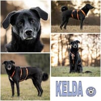 KELDA -neugierig, verschmust & verspielt, Hündin zur Adoption