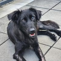 Paloma sucht ihr Für-immer-Zuhause, Hündin zur Adoption