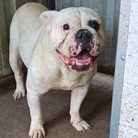 Mia  eine liebevolle Hündin auf der Suche nach ihrem Glück, Hündin zur Adoption