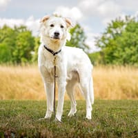 Teenager Kami sucht sein ländliches Für-immer-Zuhause, Hund zur Adoption