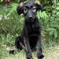 Nani -Sanfte Nani sucht geduldige Menschen mit großem Herzen, Hündin zur Adoption