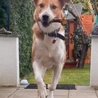 Buddy  sucht Happy-Home, Hund zur Adoption