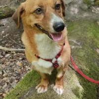 Kuschelmaus Tapsy sucht ihr Glück, Hündin zur Adoption
