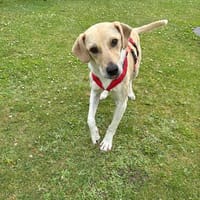 Rüde Buru sucht ein Zuhause, Hund zur Adoption