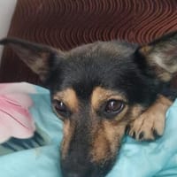 Kelly , klein und sehr lieb sucht ihr Für-immer-Zuhause!, Hündin zur Adoption