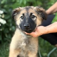 Mavis- Vorsichtige Maus, Hündin zur Adoption