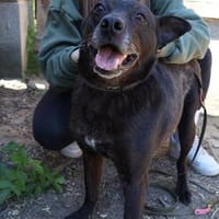 Kope -Sanfte Seele wartet auf ein Happy-End!, Hund zur Adoption