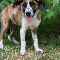 Jane -Zarte Maus sucht ihre Menschen, Hündin zur Adoption