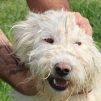 Rohin - zutraulicher Wuschelrüde, Hund zur Adoption