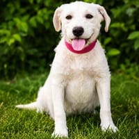 Doretta -Bezaubernde Welpin, Hündin zur Adoption
