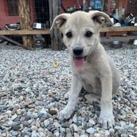 SUNI, sanfte junge Dame sucht, Hündin zur Adoption