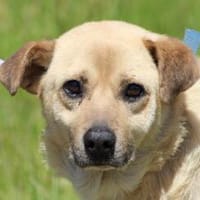 Pablo - verschmust u. zutraulich, Hund zur Adoption