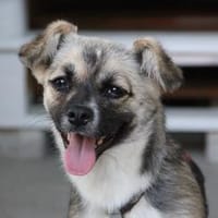 PINJA, putzige junge Hündin sucht, Hündin zur Adoption