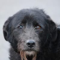 Kami - lieb u. angenehm, Hund zur Adoption