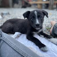 SAMIA, hübsche, kleine Persönlichkeit sucht, Hündin zur Adoption