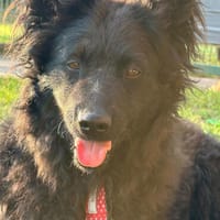 Ayla 💗 wartet in 31621 Pennigsehl auf dich, Hündin zur Adoption