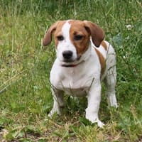 Maya - Körbchen voll Liebe gesucht, Hündin zur Adoption