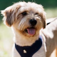 Bobby unser cooler Kuschler, Hund zur Adoption