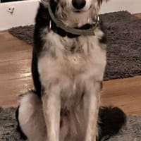 Cooper, aktiv, klug, zutraulich, Hund zur Adoption
