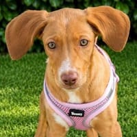 Welpe Mia, wird ca. 45/50 cm hoch, Hündin zur Adoption