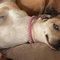 🌞Sonnenschein Shiera - was braucht man mehr im Leben?!, Hündin zur Adoption
