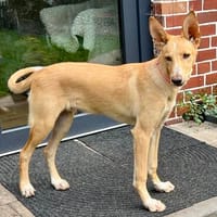 Mio, superlieb und lebendig, angstfrei, Hund zur Adoption