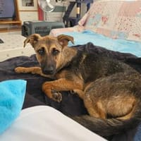 Leilli, Zuckerschnute sucht Körbchen, Hündin zur Adoption