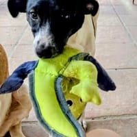 Welpe Winnie, wird ca. 45/50 cm hoch, Hund zur Adoption