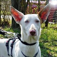 Bombon, menschenbezogen, verträglich, verspielt, Hund zur Adoption