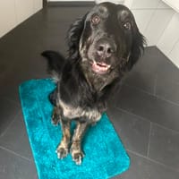 Lola auf Pflegestelle in 66740 Saarlouis, Hündin zur Adoption