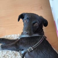 Netty, ein zartes Hundemädchen, Hündin zur Adoption