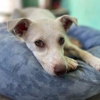 CALITO, jung, gutgelaunt, sportlich und verspielt, Hund zur Adoption