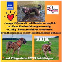 Die liebe 💕Raija 💕sucht ihre Menschen, Hündin zur Adoption