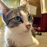 MIMI, chatte à adopter