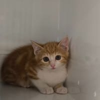 SAPHIR, chat à adopter